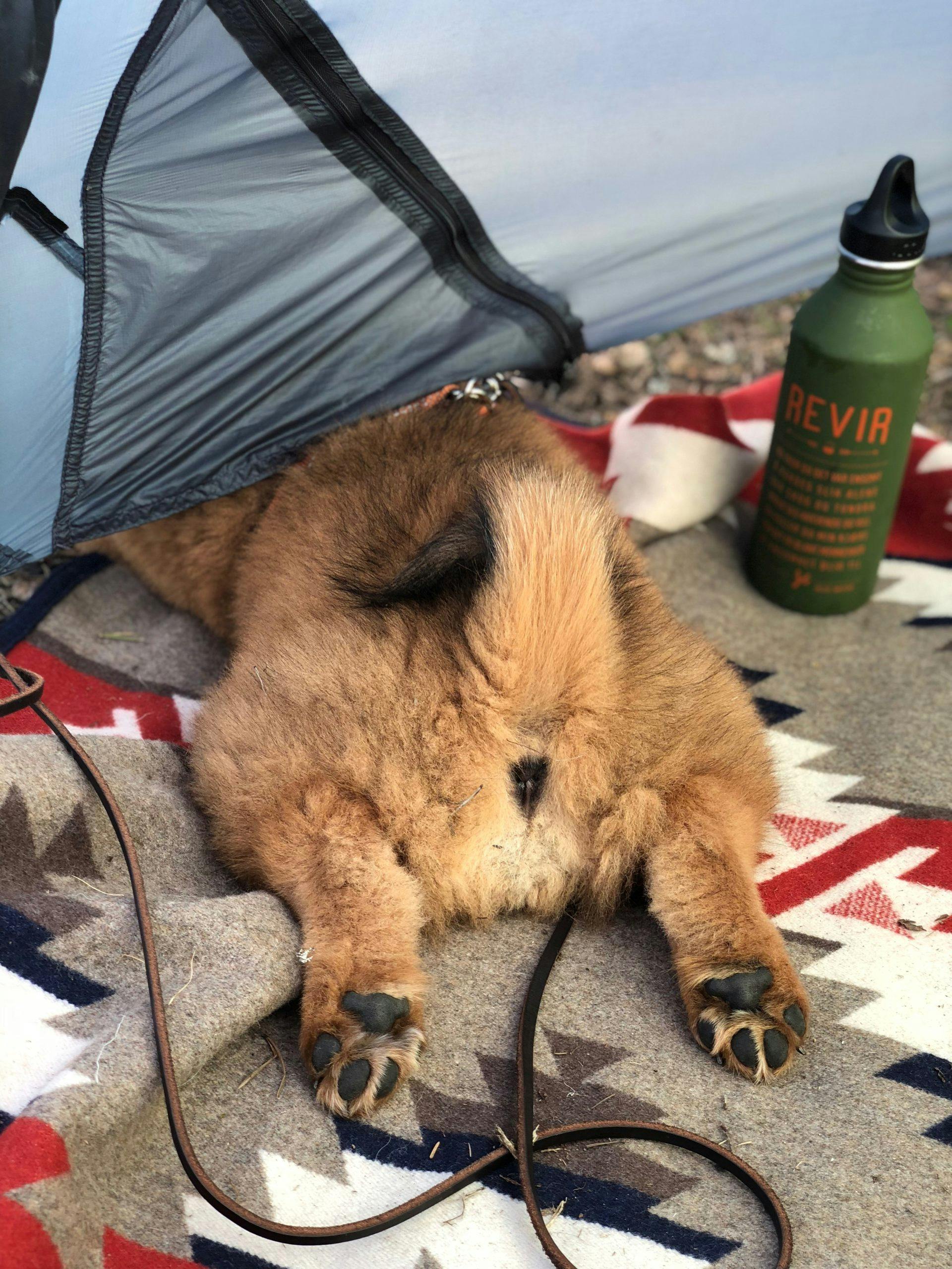 img 4847 valp eurasier