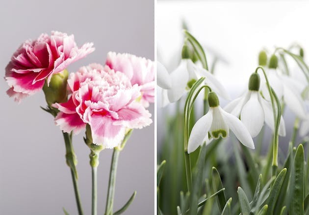 Fødselsblomst | nellik og snøklokke