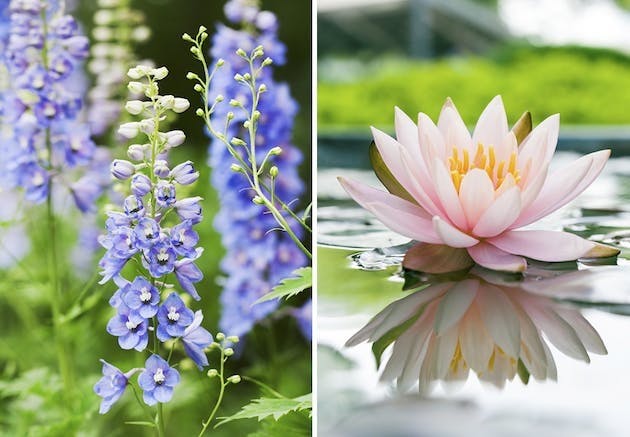 Fødselsblomst | ridderspore og vannlilje