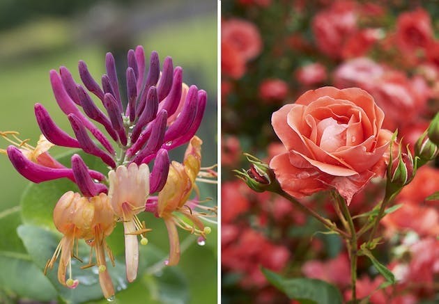 Fødselsblomst | kaprifoli og rose