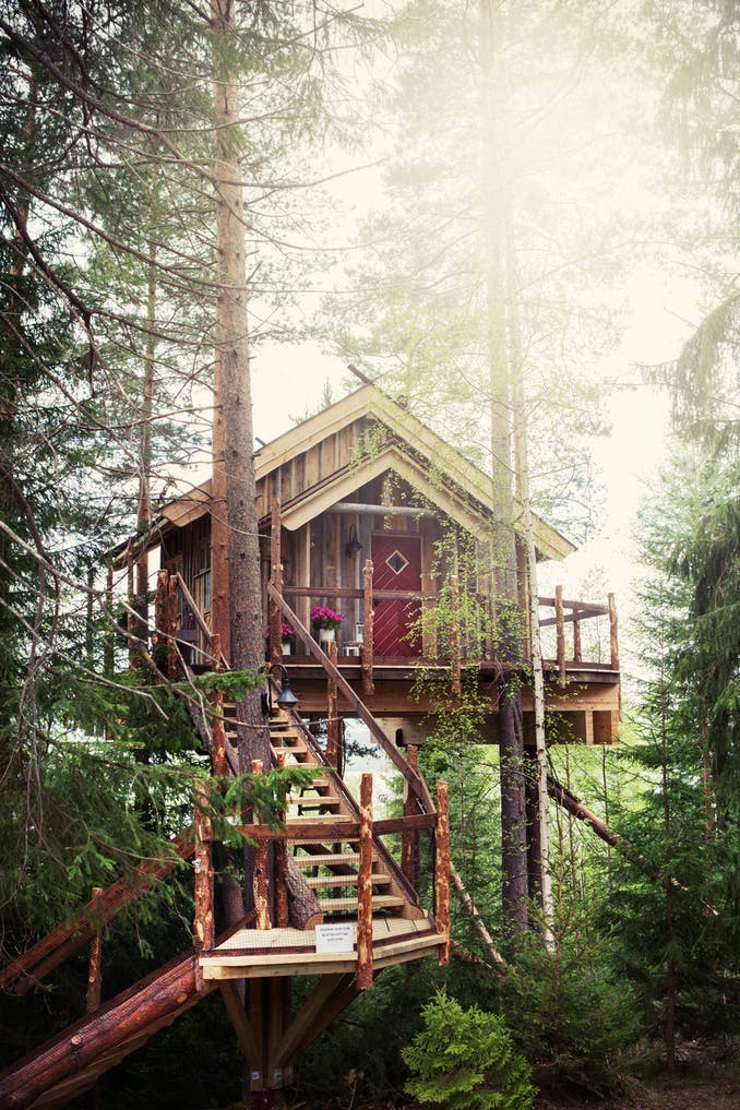 Leie gytte i tretoppen