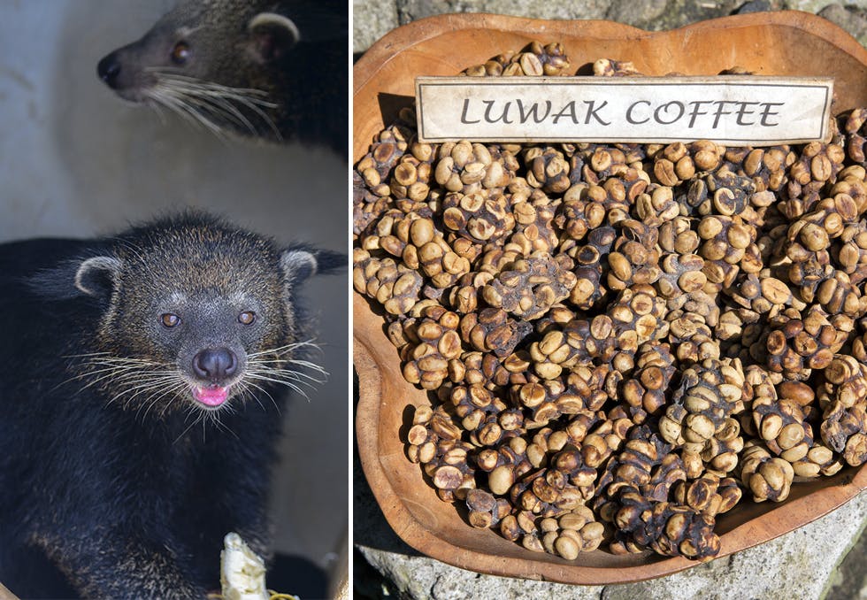 verdens dyreste kaffe