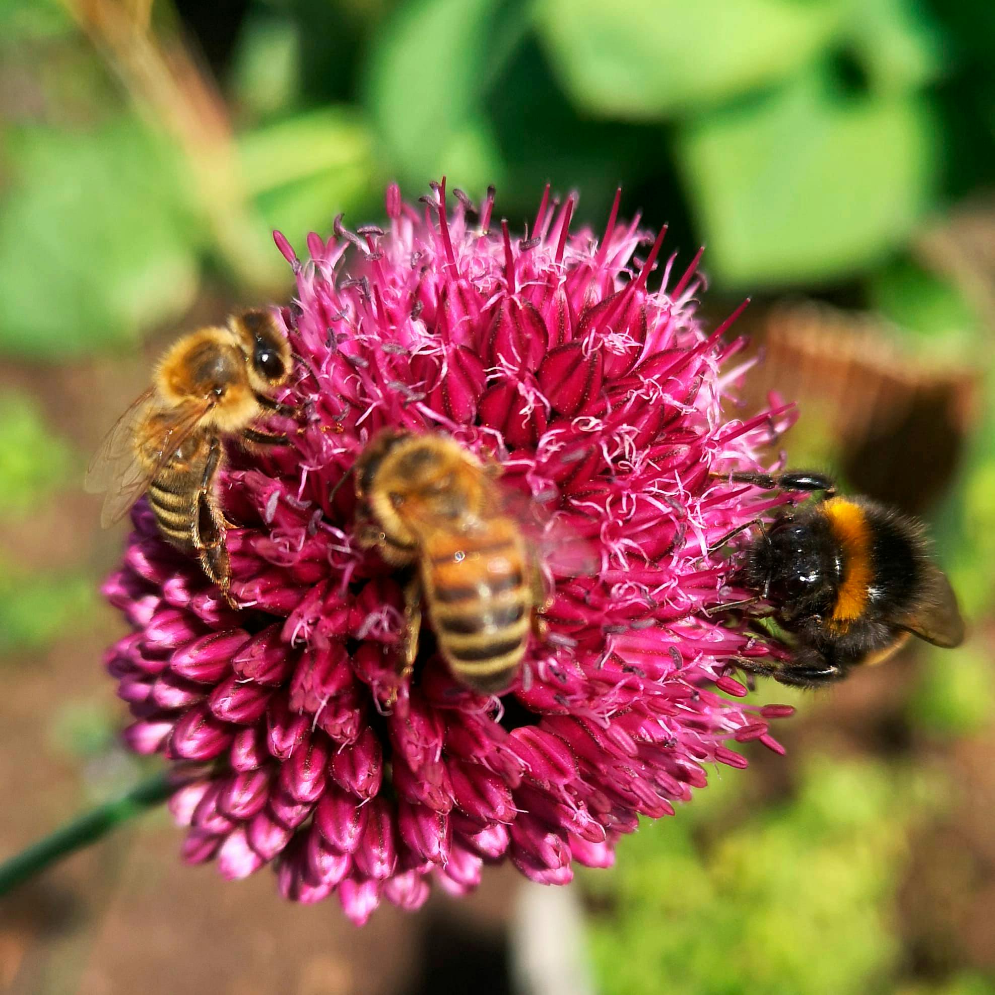 krainerbier og en humnlevenn pa allium