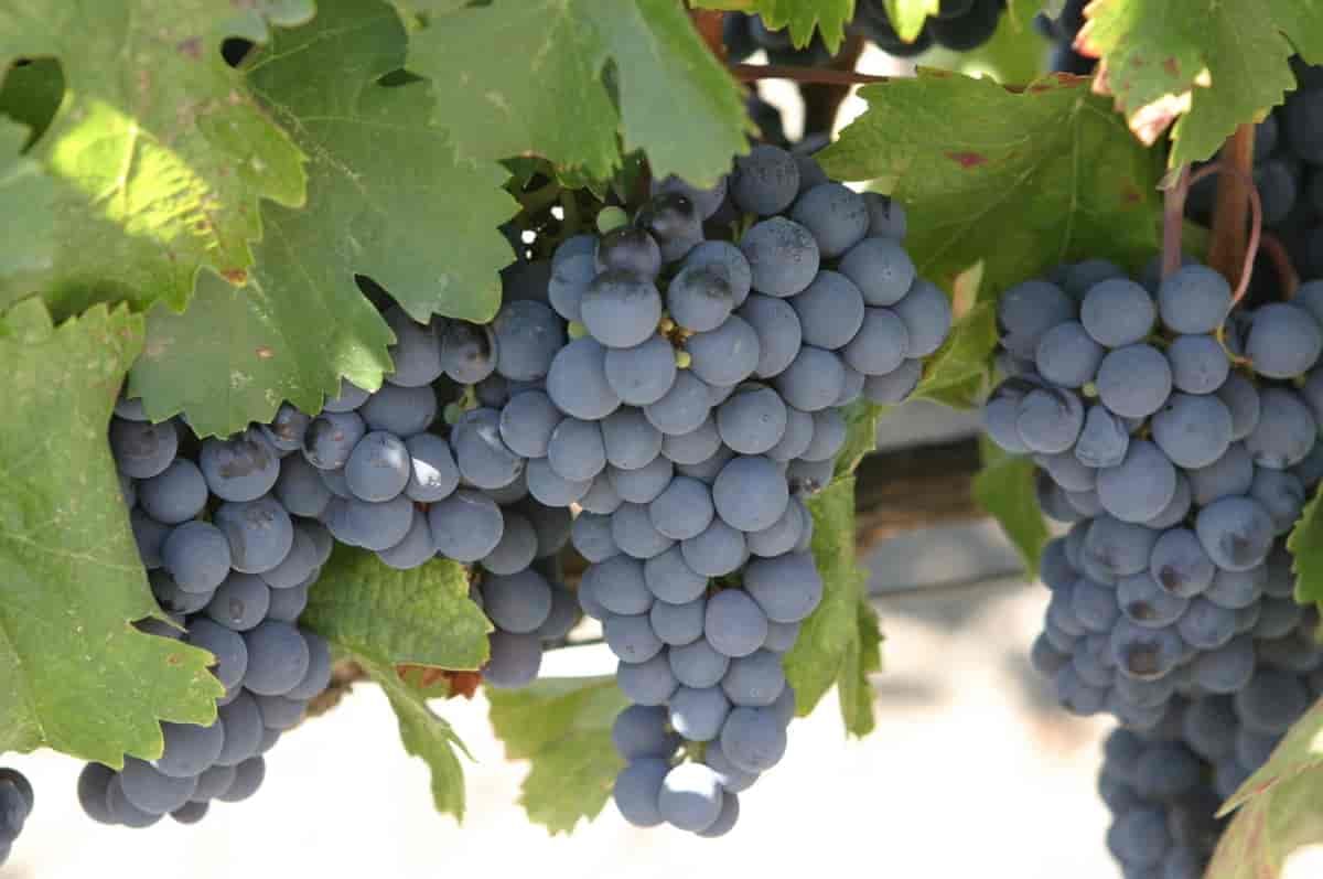 malbec grapes Malbec vindrue Argentina