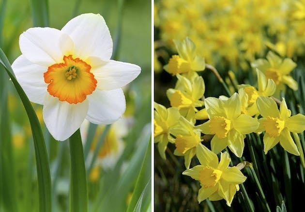 Fødselsblomst | påskelilje og narcissus jonquilla/sivnarcis