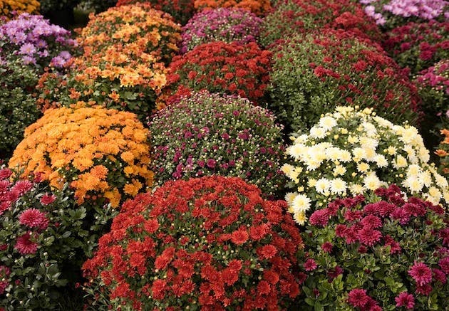 Fødselsblomst | krysantemum