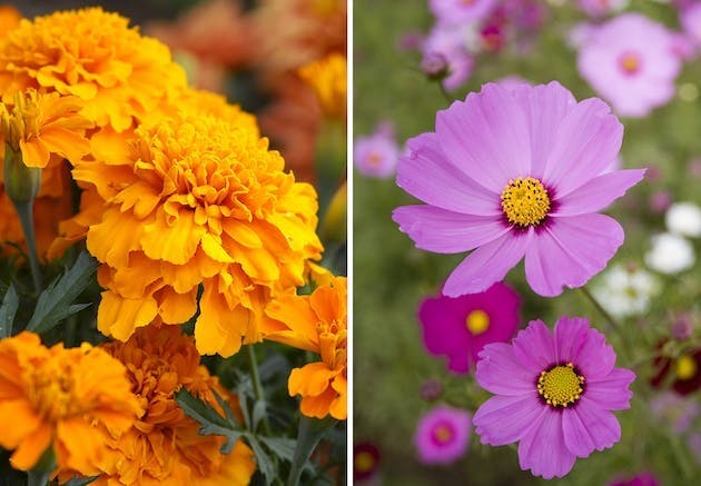 Fødselsblomst | fløyelsblomst og kosmos