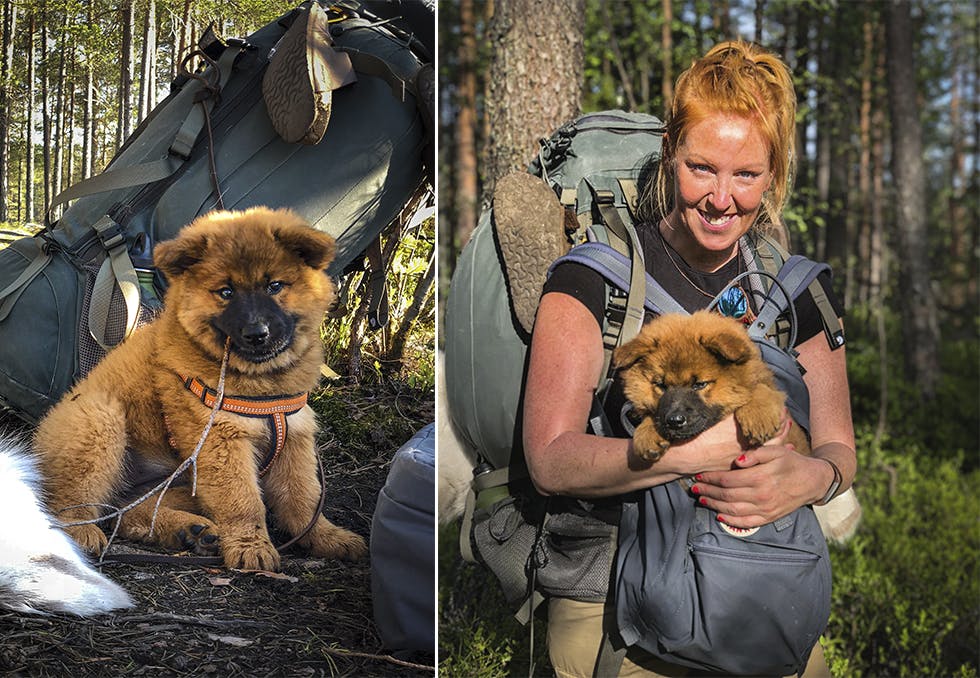 valp eurasier bodil gilje årets turjente