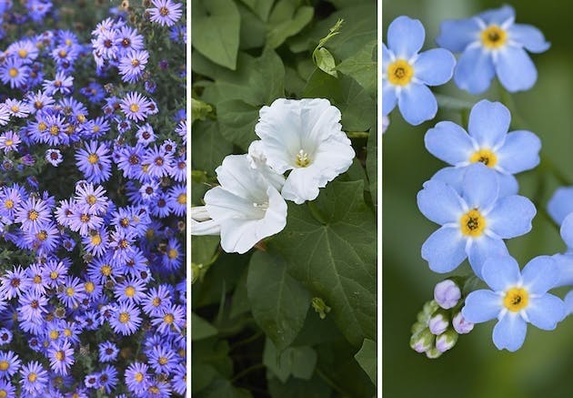 Fødselsblomst | asters, vindel og forglemmegei
