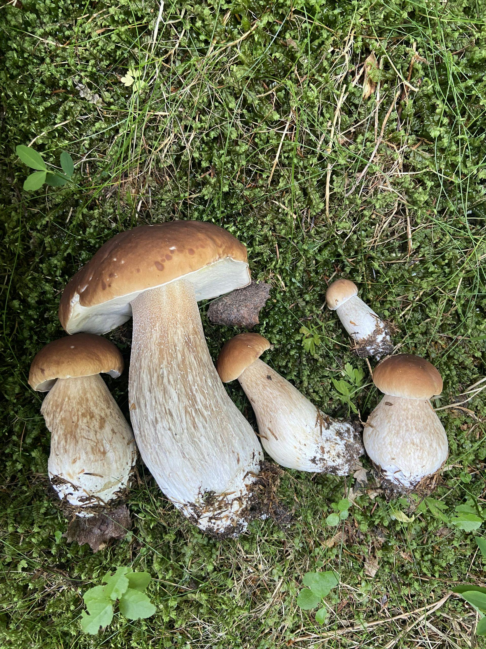 Steinsopp samling Steinsopp samling