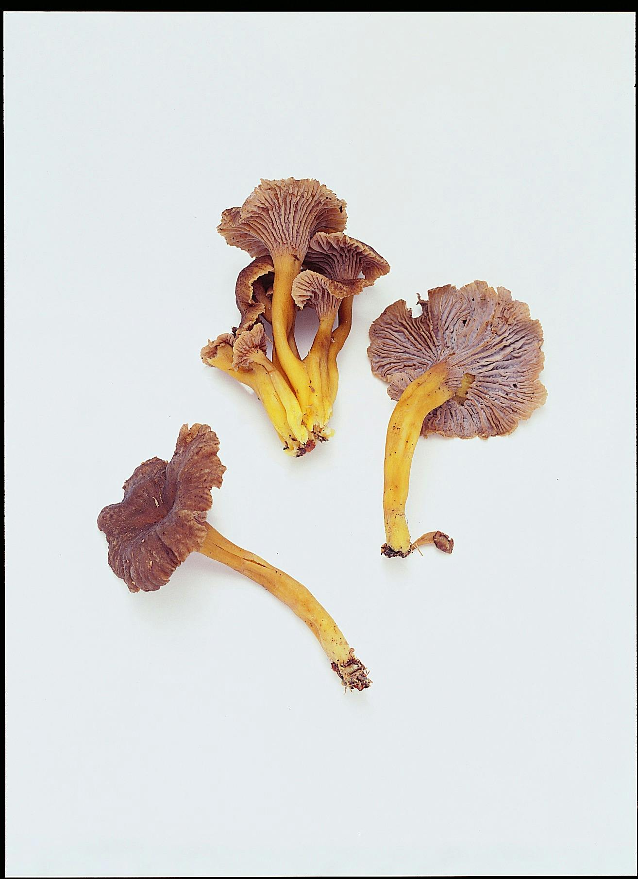 Traktkantarell: Traktkantarell