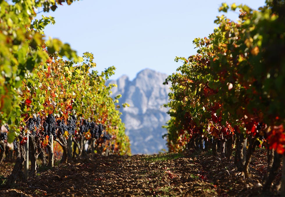 Vinranker i San Sebastian