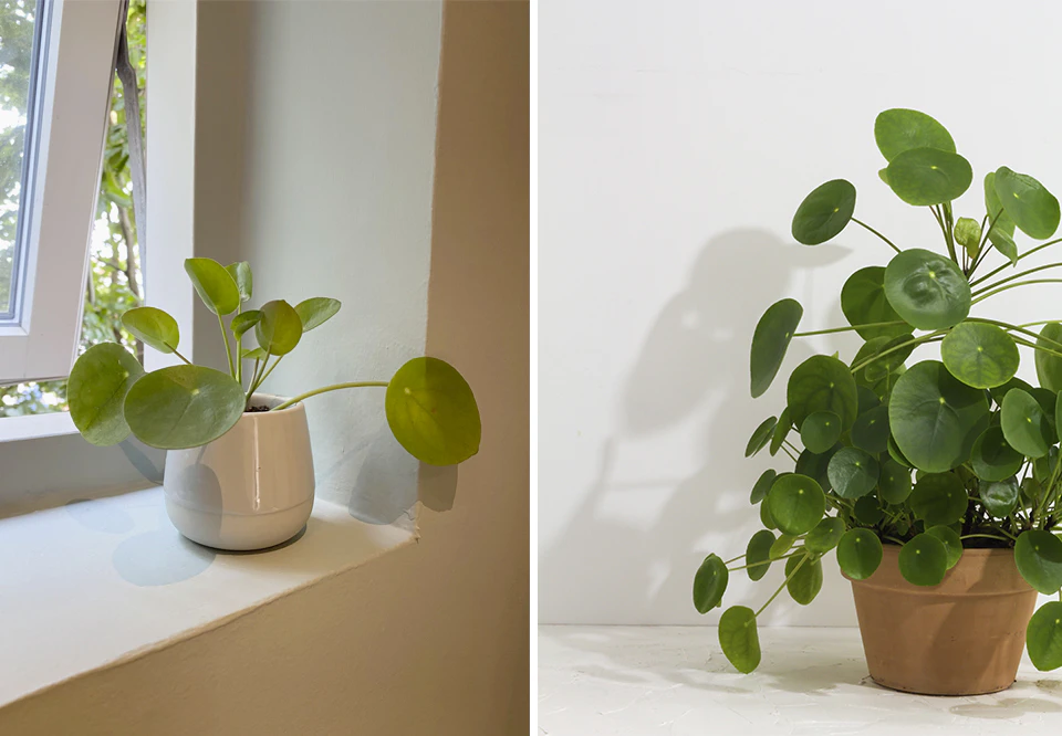 Sådan vandes pilea – og 3 andre ting, du skal vide | woman.dk